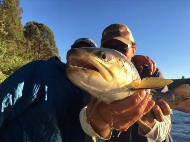 Brown trout caught on salmonfly