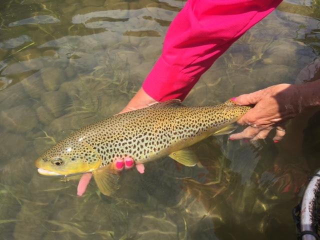 TRR Outfitters: East Idaho Fly Fishing Report