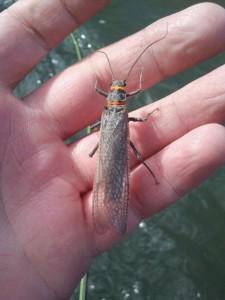 Salmon Fly
