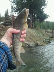 Warm River is a good spring river