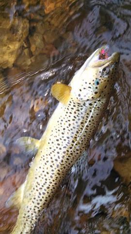 Brown caught on a Salmon Fly