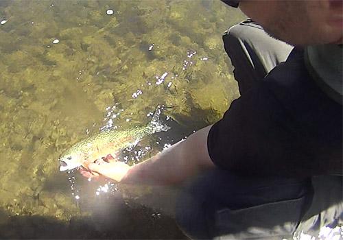 Fall River Rainbow Trout