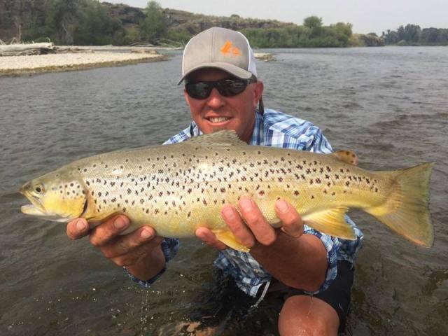 South Fork Brown Trout