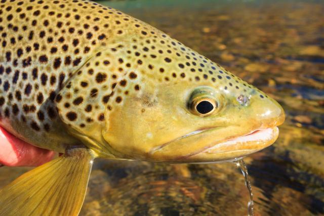 brown trout