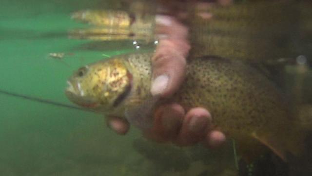 Teton Spots